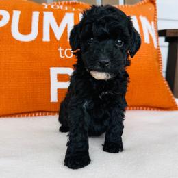 Jet - Black male Goldendoodle puppy in Auburn, Indiana from Martin’s Doodles