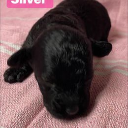 Sage - Black female Goldendoodle puppy in Greenville, South Carolina from Law Doodles of SC