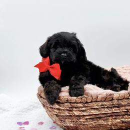Oliver - Phantom male Bernedoodle puppy in Statesville, North Carolina from Doodle Babies