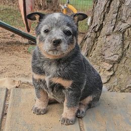 Chipotle - Blue speckled female Australian Cattle Dog puppy in China Grove, North Carolina from Indigojos Australian Cattle Dogs