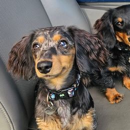 Dachshunds from Airamalonso