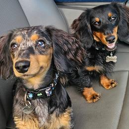 Dachshunds from Airamalonso