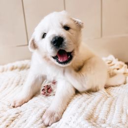 Boy 1 rain - White Great Pyrenees puppy in New Palestine, Indiana from Hitchcock Homestead