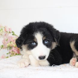 Skye - Black tri-color female Australian Shepherd puppy in Honey Brook, Pennsylvania from New Adventures Puppies