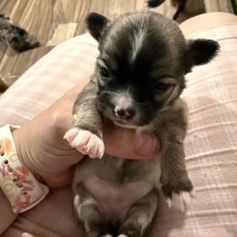 Madison - Merle female Chihuahua puppy in Sherwood, Arkansas from Bartelt Breeders