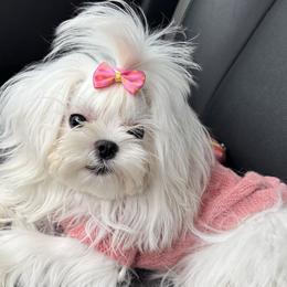 Maltese from Tina Harville