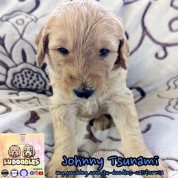 Johnny Tsunami - Cream male Goldendoodle puppy in Santa Cruz, California from Lu Doodles
