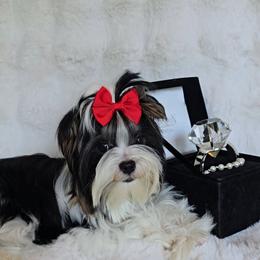 Collin - Parti male Yorkshire Terrier puppy in Bradley, South Carolina from Diamonds & Pearls Yorkshire Terriers