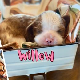 Willow - Blenheim female Cavalier King Charles Spaniel puppy in El Dorado Springs, Missouri from Cavish's Missouri Cavaliers, Cavapoos, and Miniature Poodles