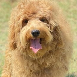 Cutie Pie - Goldendoodle