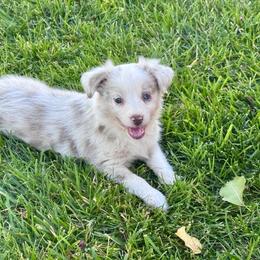 Capri - Red merle female Miniature Australian Shepherd puppy in California from Eagle River Aussies