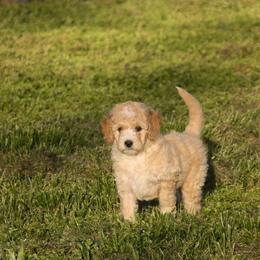 Australian Shepherd, Goldendoodle, and Poodle Puppies from 5AFarms