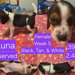 Luna-Purple Female - Black white and tan female Beagle puppy in Bemidji, Minnesota from Nse Farms Beagles