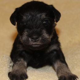 Jackson - Black and silver male Miniature Schnauzer puppy in Richardton, North Dakota from Crooked Tree Ranch