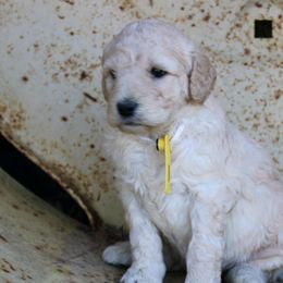 Aussiedoodles and Labradoodles from Mini Acres Farms