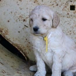 Aussiedoodles and Labradoodles from Mini Acres Farms