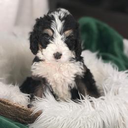 Brynn - Tri-color female Bernedoodle puppy in Phelan, California from PuppyPaws4U