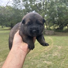 German Shepherd puppies from Stonewick German Shepherds