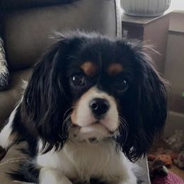 Maya - Cavalier King Charles Spaniel
