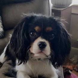 Maya - Cavalier King Charles Spaniel