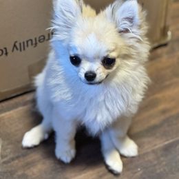 Ryder - Cream and white male Chihuahua puppy in Bloomington, Indiana from TJs Chihuahuas