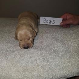 Boy 5 - Yellow male Labrador Retriever puppy in Hebron, Kentucky from Top Notches Labrador Retrievers