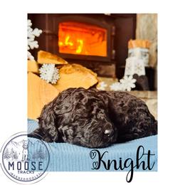 Knight - Black male Bernedoodle puppy in Belleville, Michigan from Moose Tracks Bernedoodles