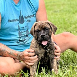 Orange - Fawn brindle male Bullmastiff puppy in Pleasant Hill, Missouri from Marconian Bullmastiffs