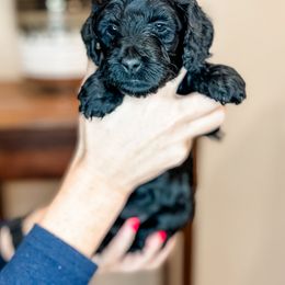 Ice - Assorted Doodle Crosses puppy from Lucky Dog Puppies