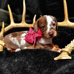 Marshmallow (Marsha) - Dapple female Dachshund puppy in Indian Trail, North Carolina from Hilda’s Teenie Weenies