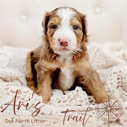 Trail - Chocolate merle male Bernedoodle puppy in Athens, Alabama from Brewing Doodles