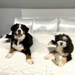 Bernedoodle and Goldendoodle Puppies from Point Breeze Doodles, LLC