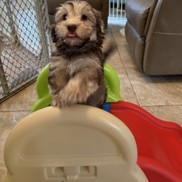 Boy 1 - male Havanese puppy in East Lansing, Michigan from VanCort's Happy Havanese