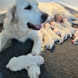 Goldendoodle and Golden Retriever Puppies from SSC Golden Retreivers