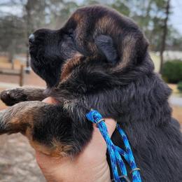 Boy 1 - Black and red male German Shepherd puppy in Roanoke, Alabama from Von Schönen Träumen German Shepherds