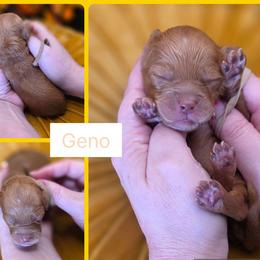 Geno - Red  male Goldendoodle puppy in Decatur, Tennessee from Diamond's Doodles