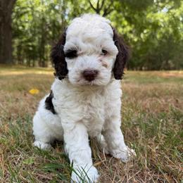 Reagan - Brown and white female Cockapoo puppy in Egg Harbor City, New Jersey from Grace Given Cockapoos (GGC)