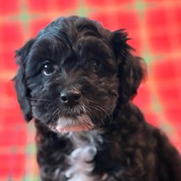 Zuckerman - Black white and tan male Cockapoo puppy in Saint Louis, Missouri from Jax Doodles
