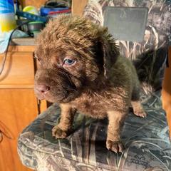 Chesapeake Bay Retrievers from All-American Chesapeakes