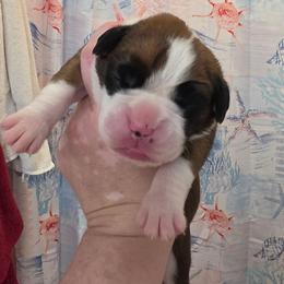 Meet Magnolia, she is a beautiful flashy girl - Fawn female Boxer puppy in Evans, Georgia from Kimberly's Boxers