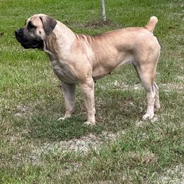 Lily - Boerboel