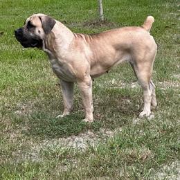Lily - Boerboel