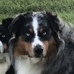 Australian Shepherds from Diamond Ridge Aussies