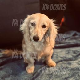 Winnie - Cream female Dachshund puppy in Tulsa, Oklahoma from K4 Doxies