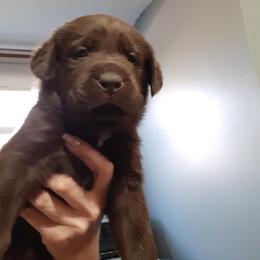 Girl 7 - Chocolate female Labrador Retriever puppy in Belchertown, Massachusetts from C Eastons Chocolate Lab - All pups are spoken for this litter