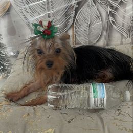 Black friday special Micro 3.8lb at  10 mth 4500 - Black and tan male Yorkshire Terrier puppy in Las Vegas, Nevada from Made in Heaven Yorkshire Terrier Las Vegas