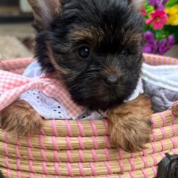 Deina - Black and tan female Yorkshire Terrier puppy in Tangipahoa County, Louisiana from Riche’ Louisiana Yorkies