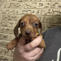 Maple - Dapple female Dachshund puppy in Athens, Texas from County Road Puppies