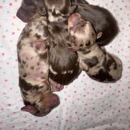 Dachshund puppies from Bootheel Doxies