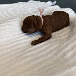 Rosie - Red  female Poodle puppy in Cape Coral, Florida from Ruby the poodle